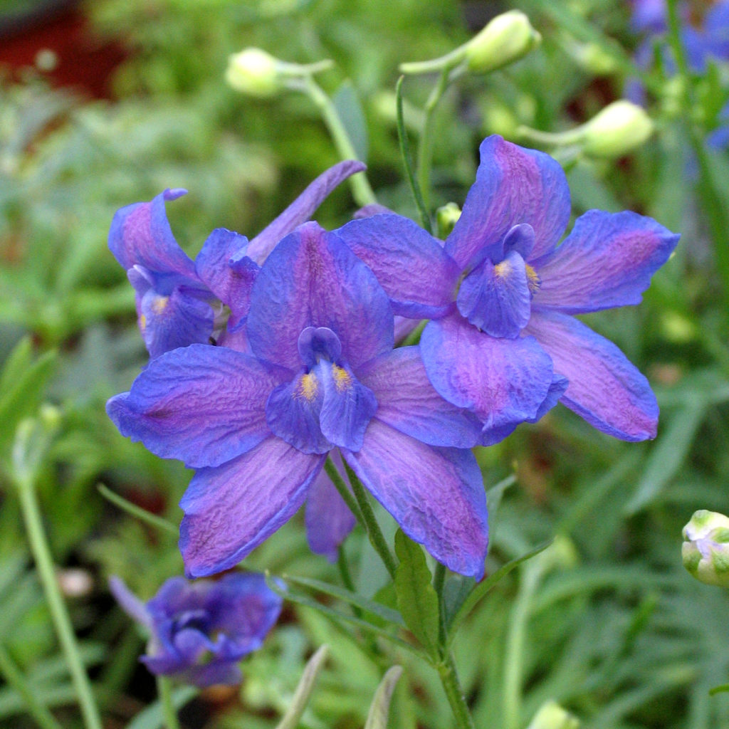 Delphinium Grandiflorum Blue Butterfly Multiplants