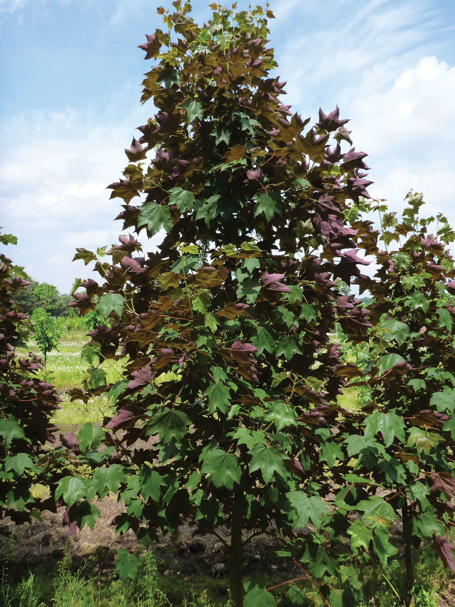 Regal petticoat sycamore maple