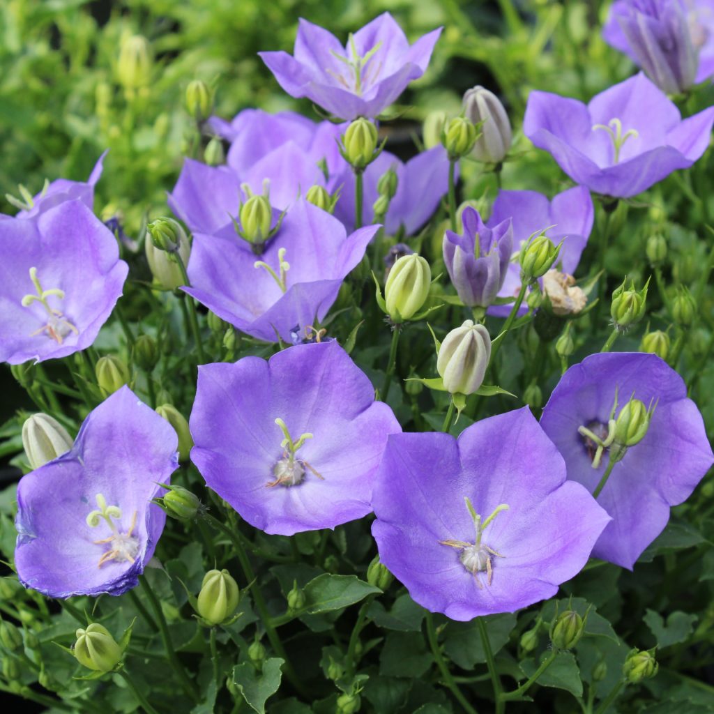 Campanula carpatica Rapido Blue - Multiplants