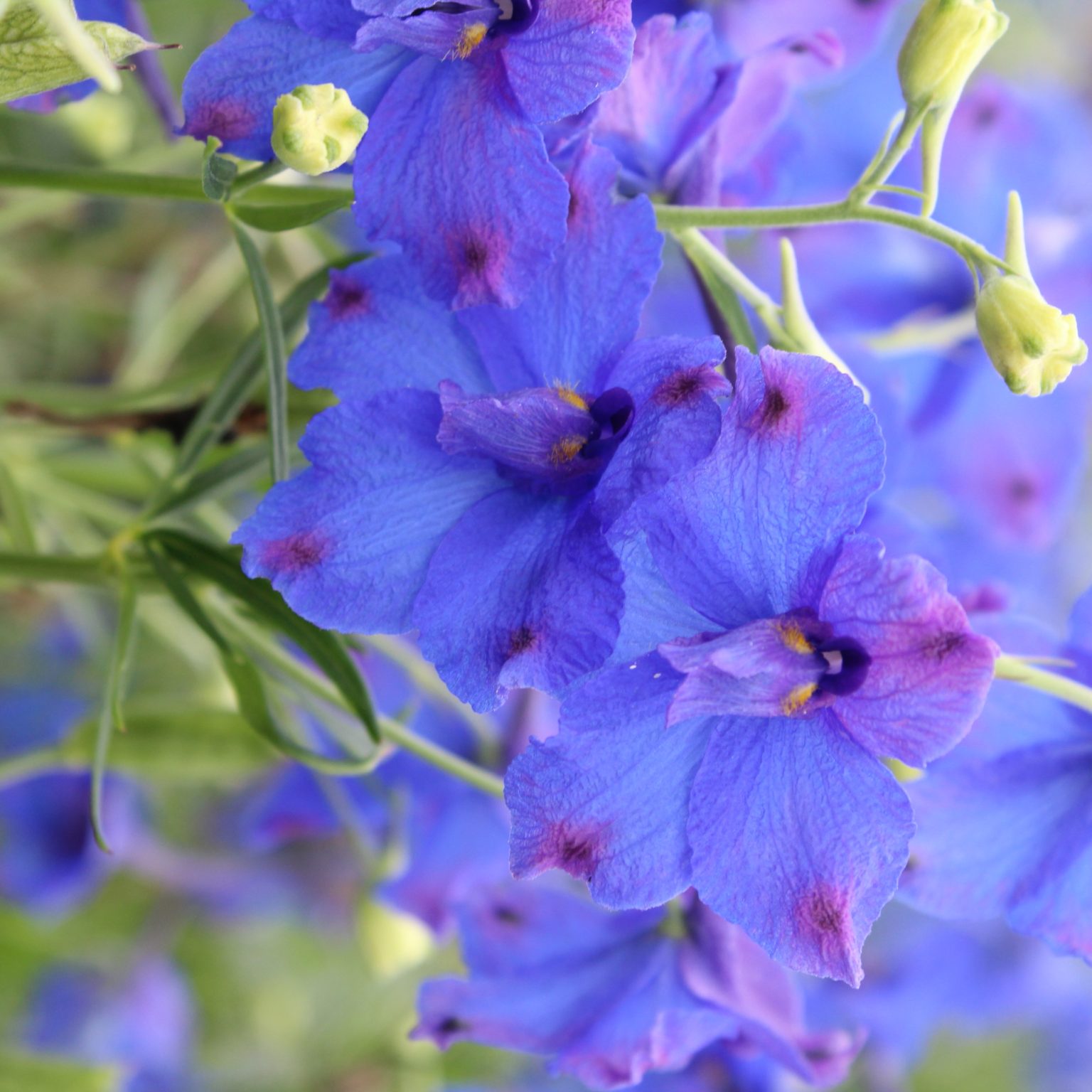 Delphinium grandiflorum Blue Butterfly - Multiplants