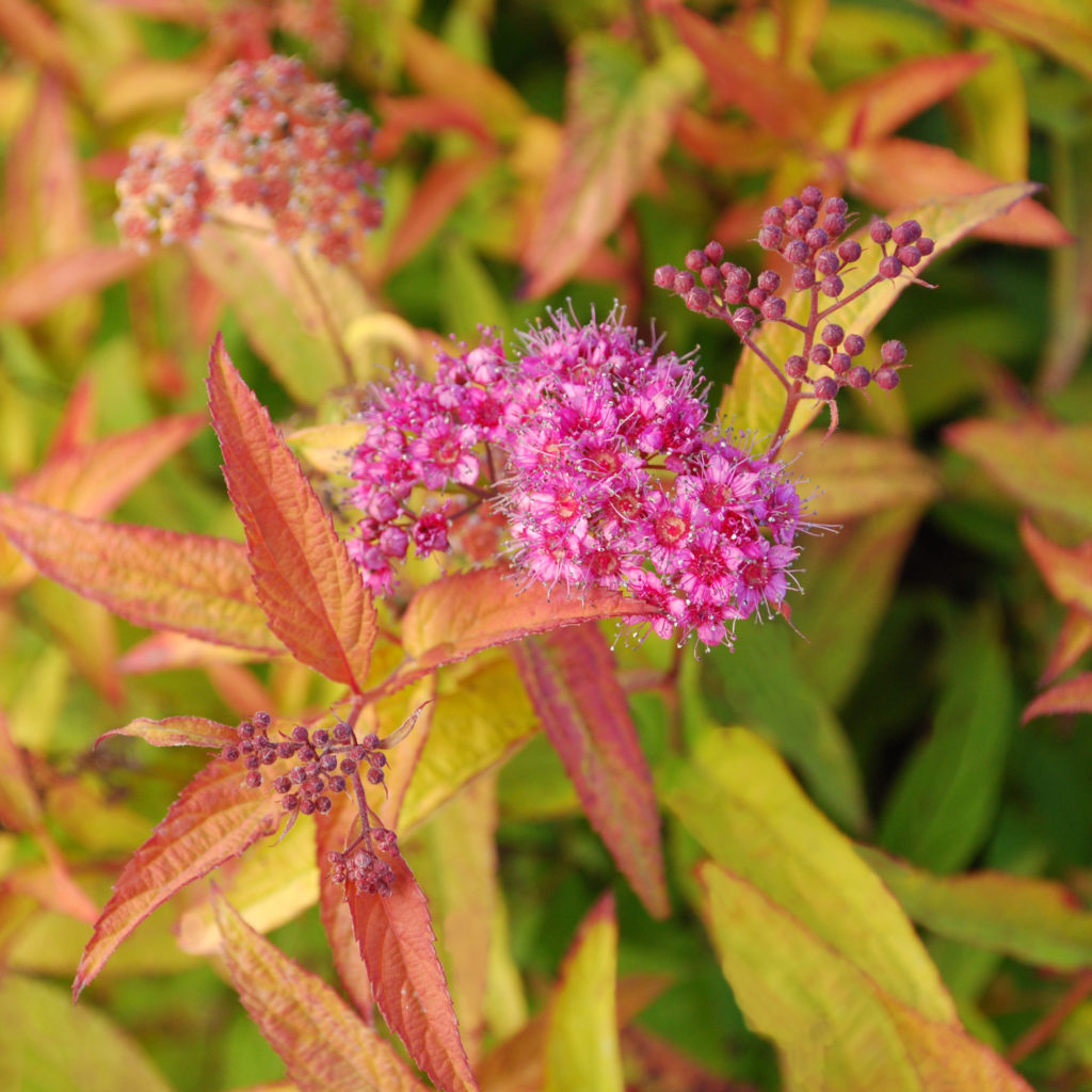 Spiraea bumalda Flaming Mound - Multiplants