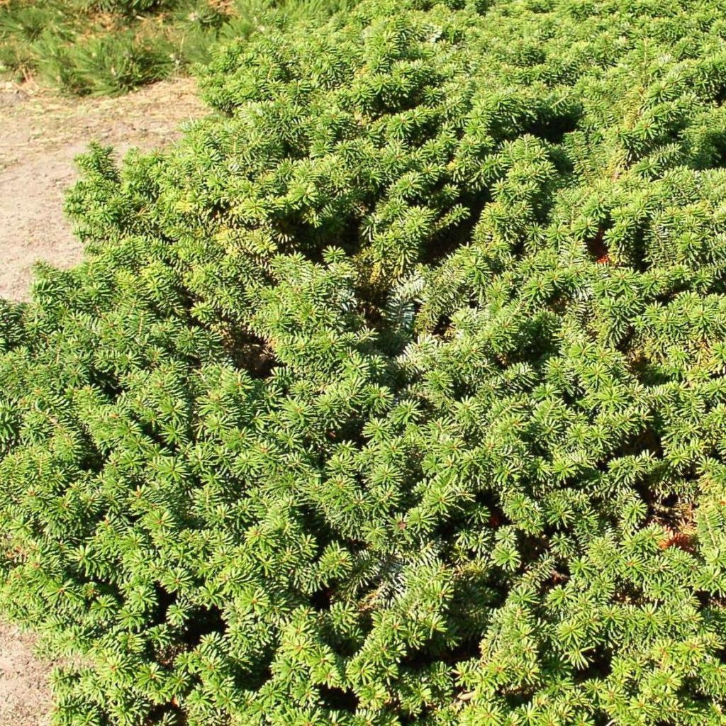 Abies Balsamea 'Nana' - Multiplants