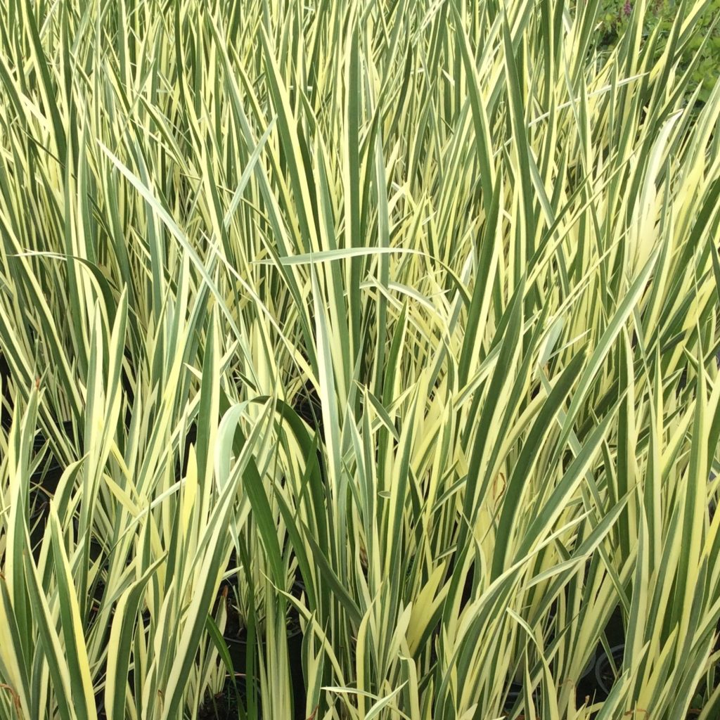 Acorus calamus 'Variegatus' - Multiplants