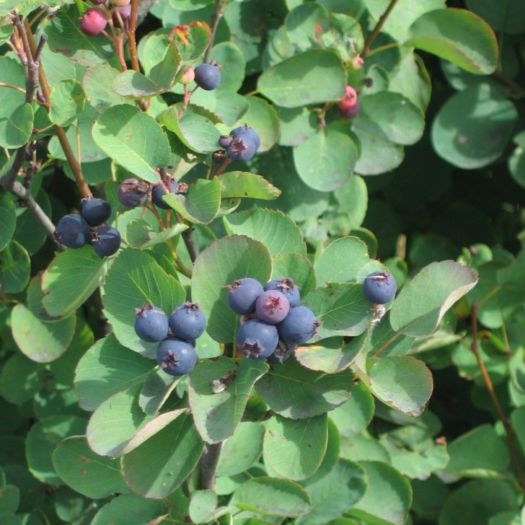 amelanchier-alnifolia-multiplants