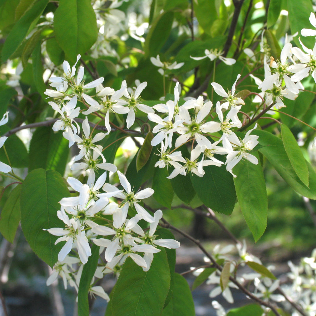 Amelanchier Canadensis Multiplants