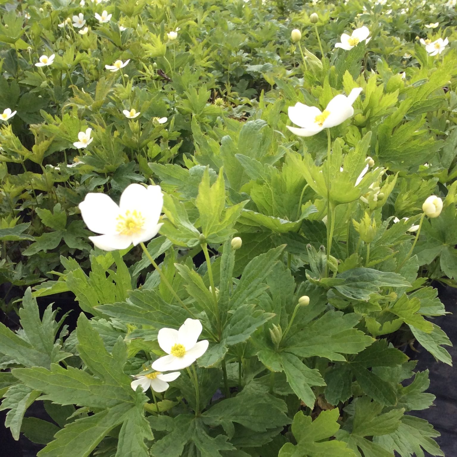 anemone-canadensis-multiplants