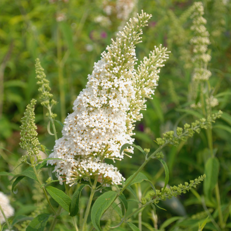 Буддлея white profusion фото