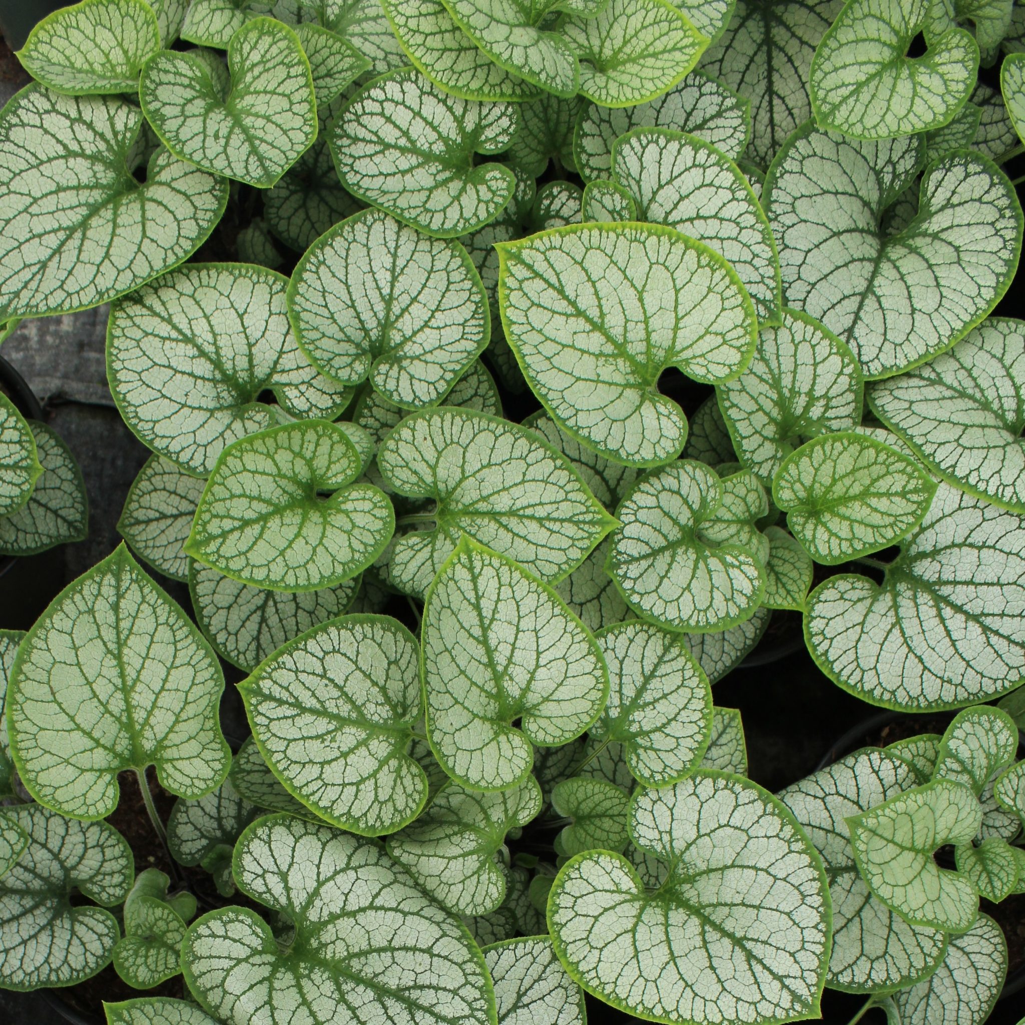 brunnera-macrophylla-jack-frost-multiplants