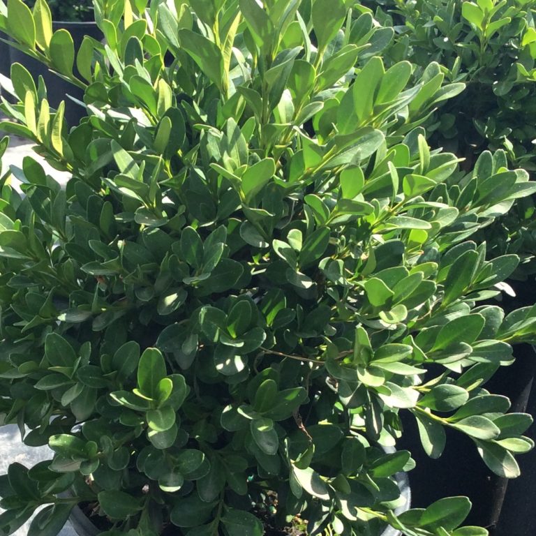 Buxus 'Chicagoland Green' - Multiplants