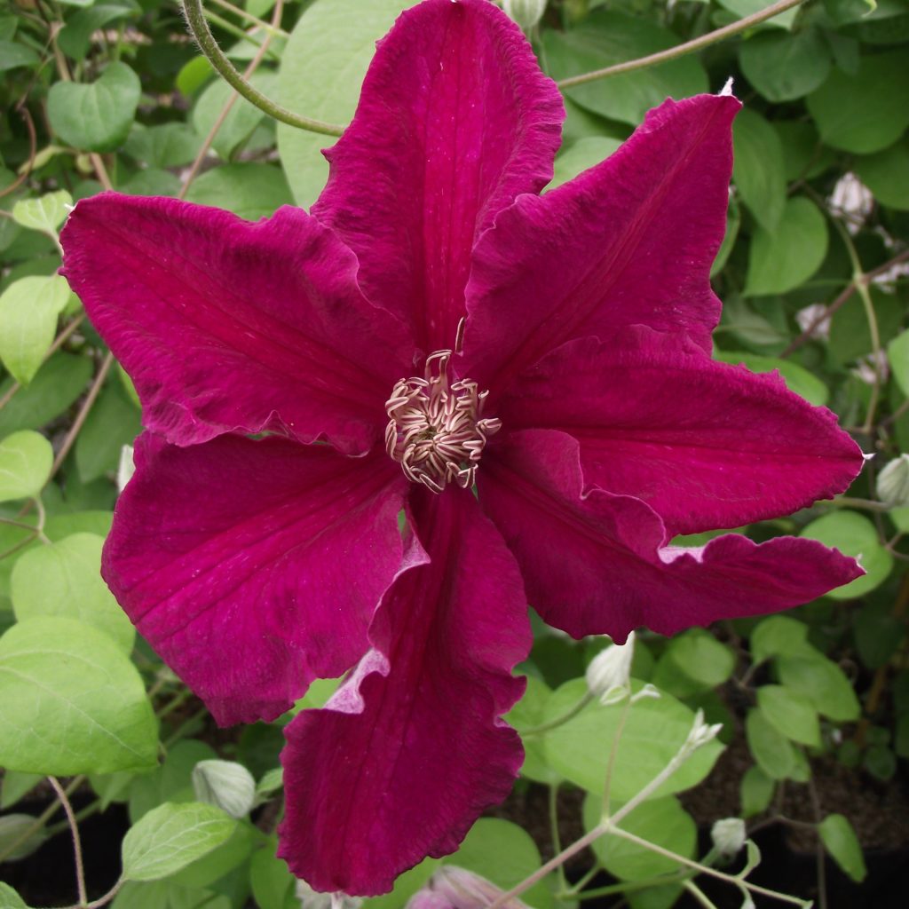 Clematis 'Ernest Markham' - Multiplants