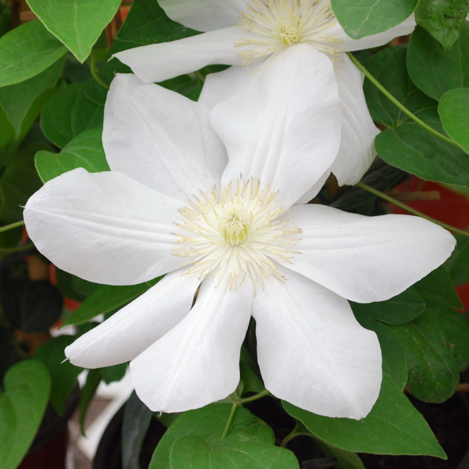 Clematis ‘The First Lady’ – Multiplants