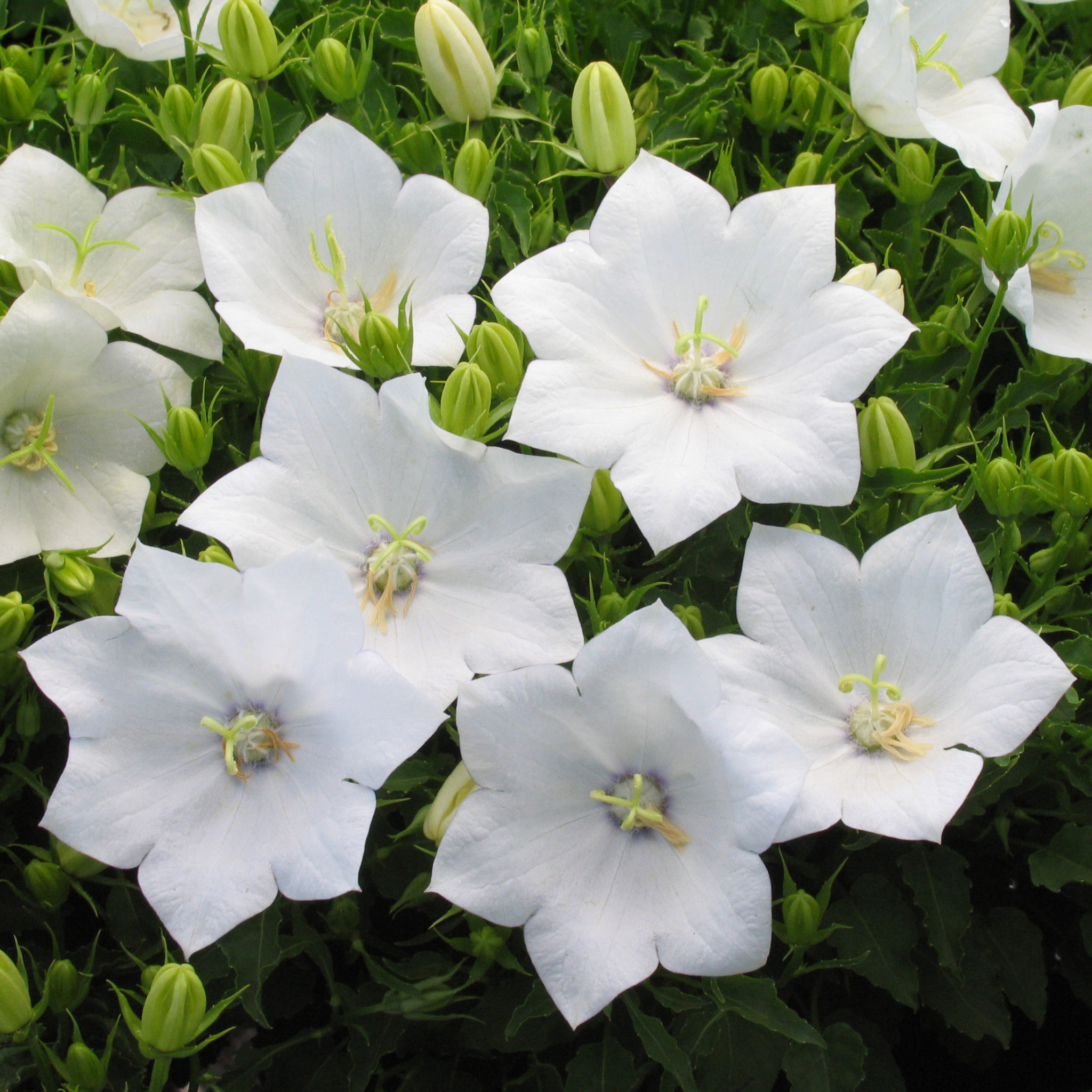 Campanula carpatica 'White Clips' - Multiplants