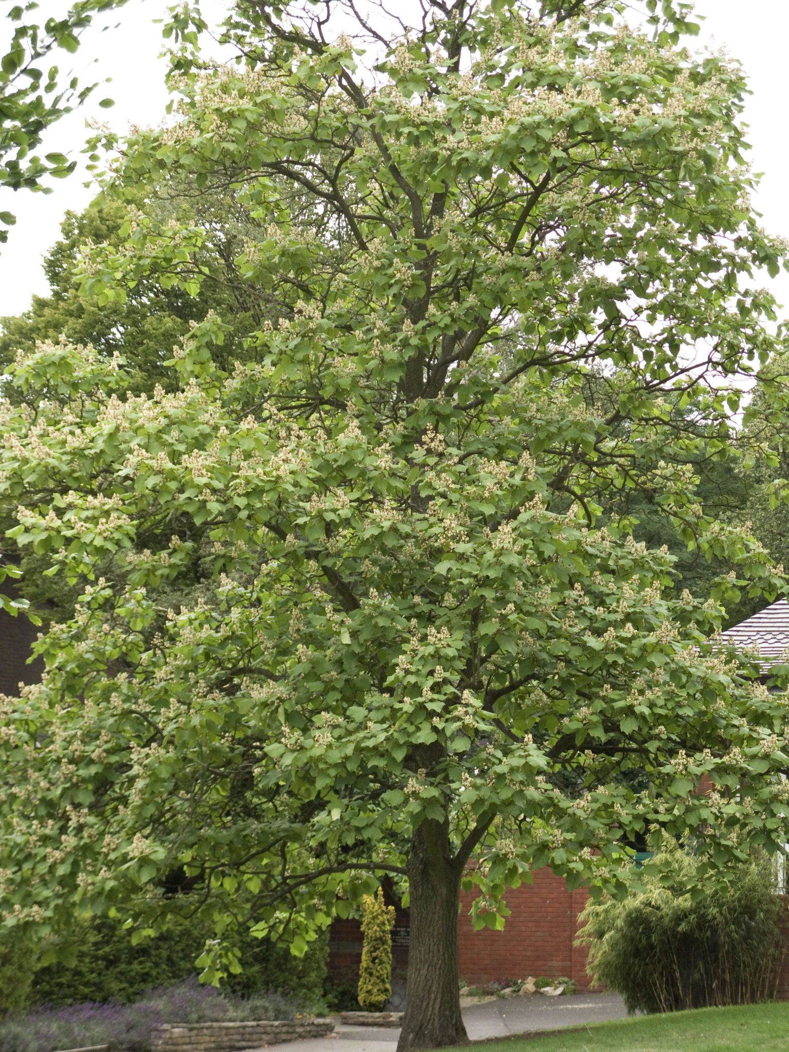 catalpa