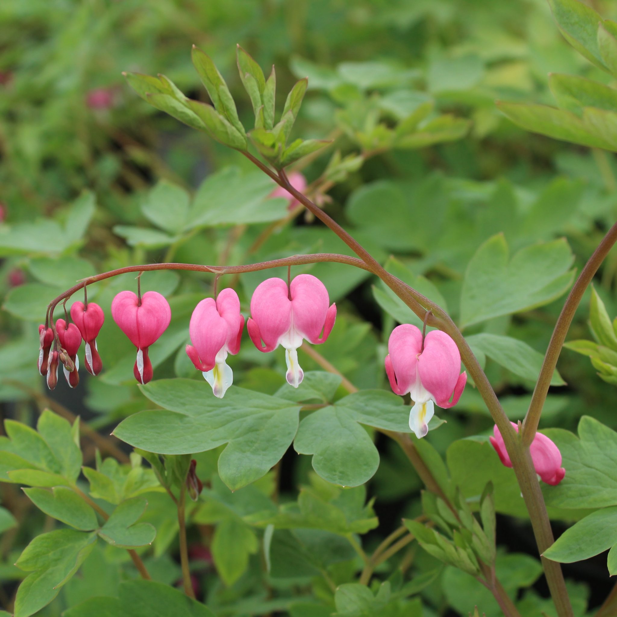 dicentra-spectabilis-multiplants