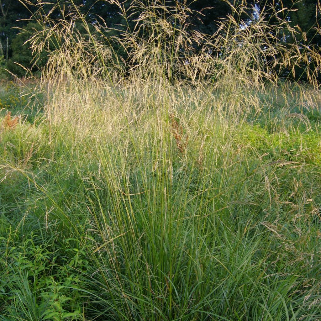 Deschampsia cespitosa - Multiplants