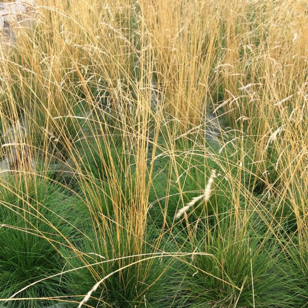 Deschampsia Flexuosa – Multiplants