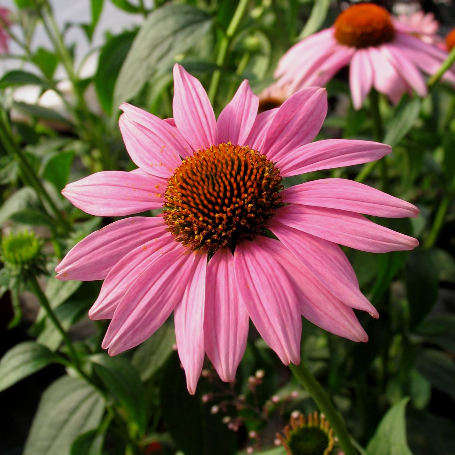 echinacea-purpurea-magnus-multiplants