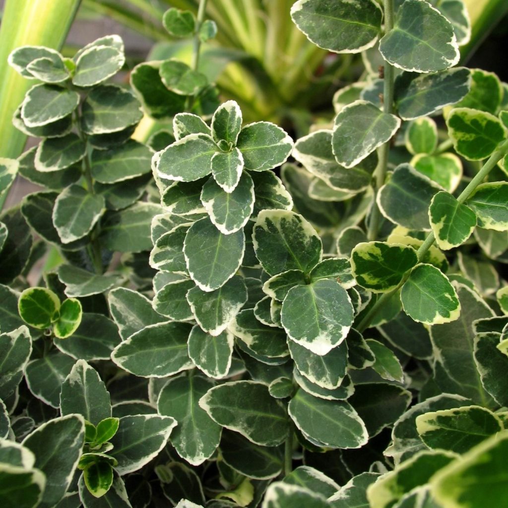 Euonymus fortunei 'Emerald Gaiety' - Multiplants