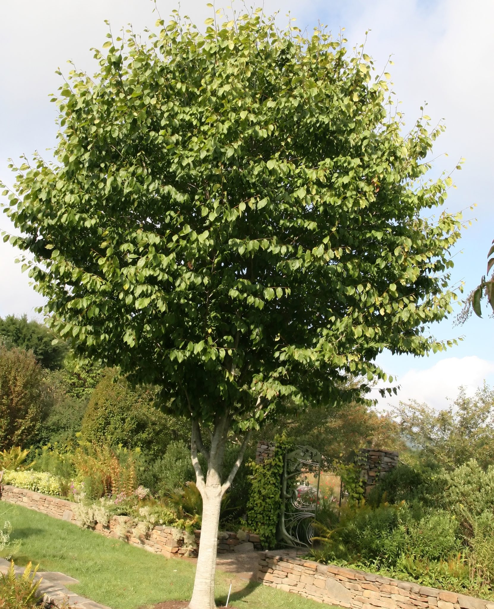 Бук Восточный***( Fagus orientalis) в ландшафтном дизайне