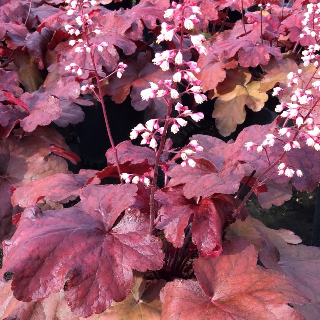 heuchera-fire-alarm-multiplants