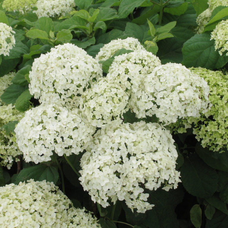 Hydrangea arborescens 'Annabelle' - Multiplants