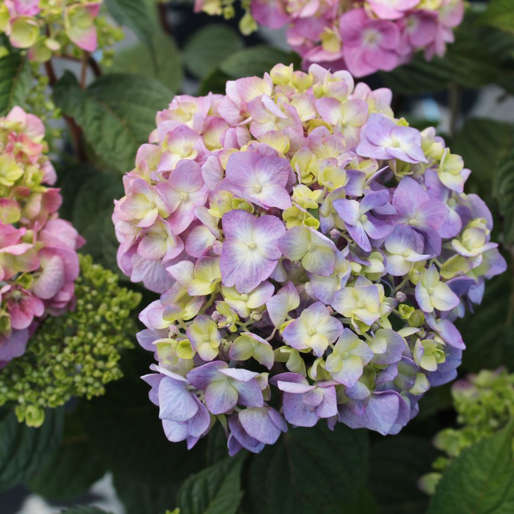 Hydrangea 'Endless Summer Bloomstruck' - Multiplants