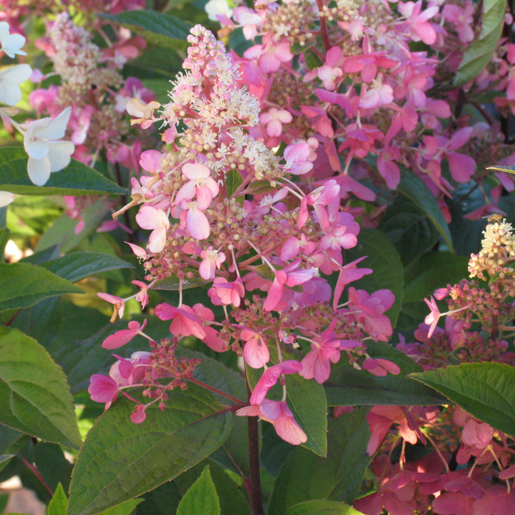 Hydrangea paniculata 'Pinky Winky' - Multiplants