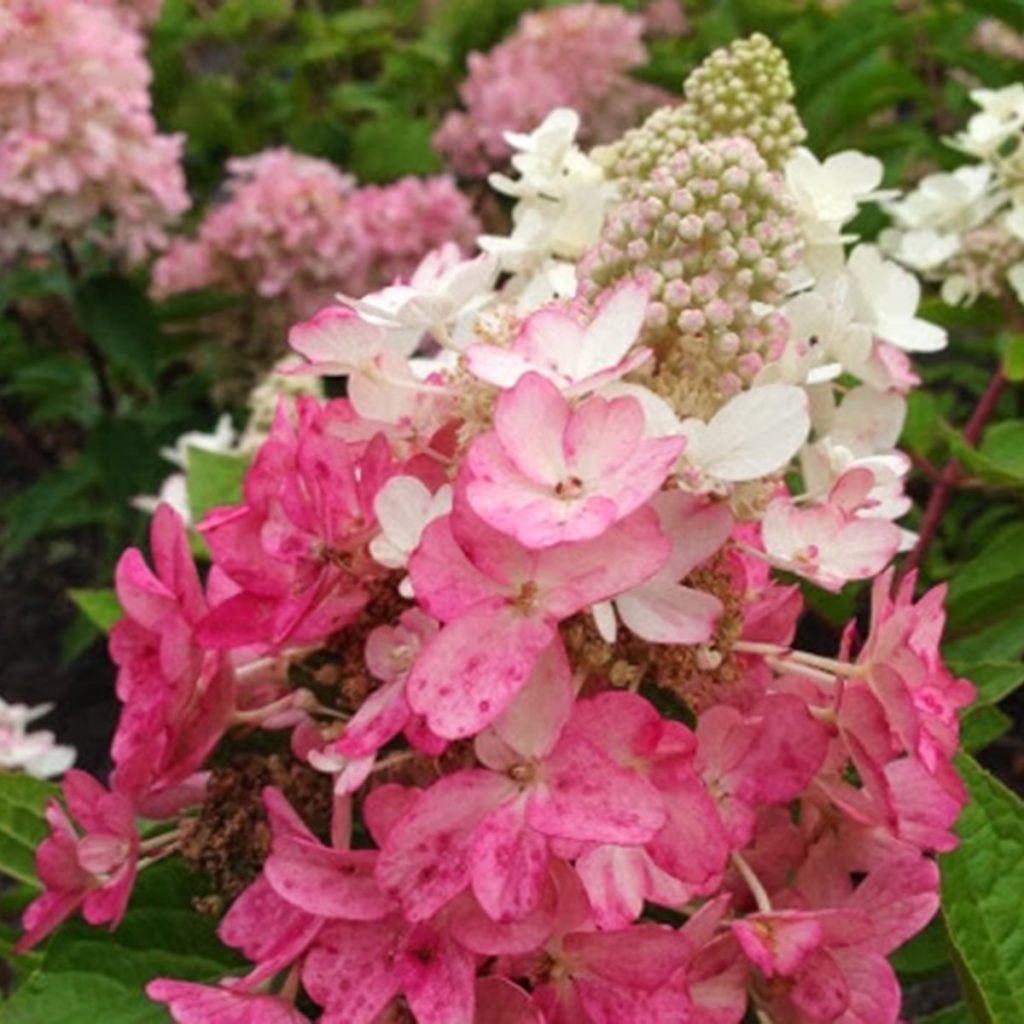 Hydrangea paniculata Flare - Multiplants