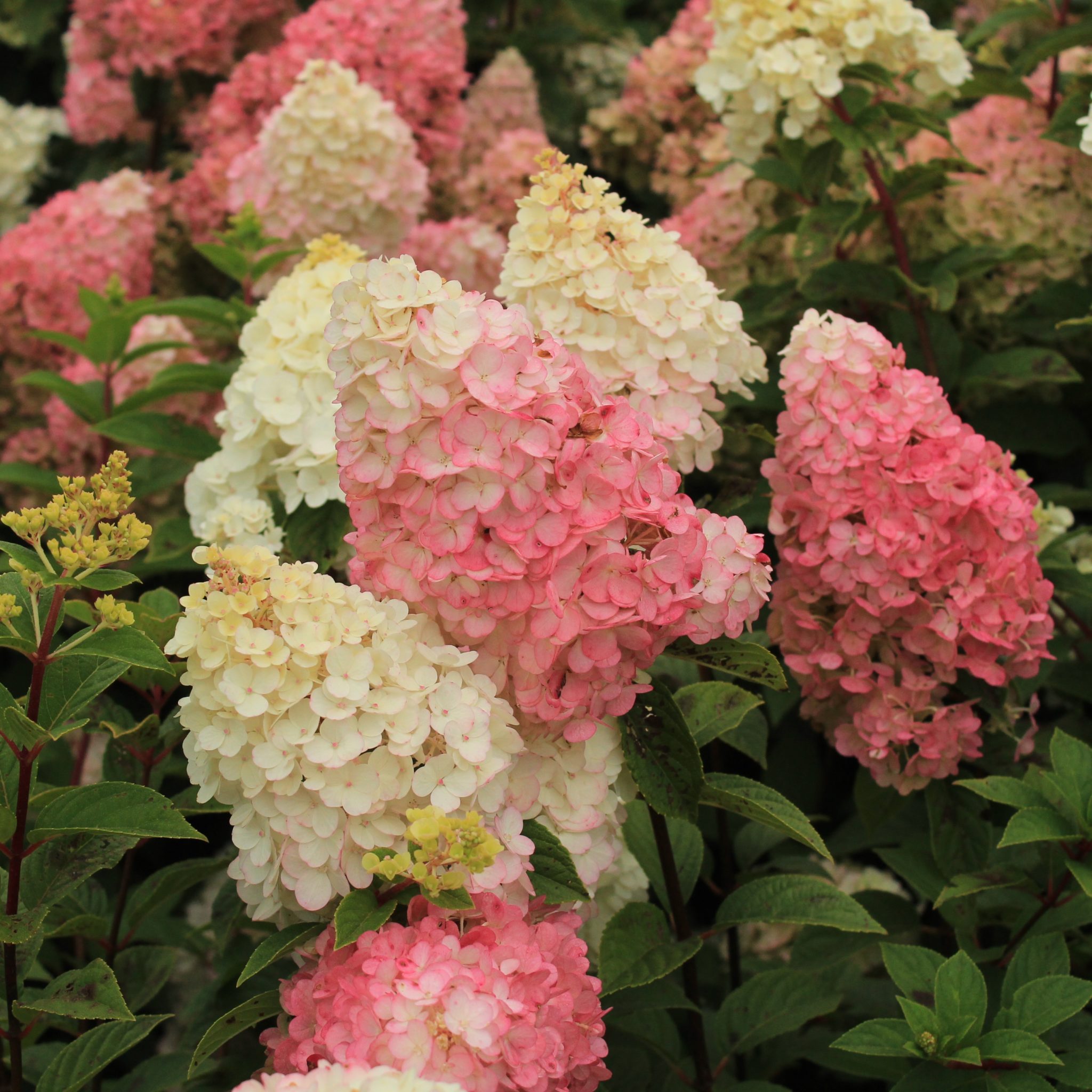 Hydrangea paniculata 'Sundae Strawberry' - Multiplants