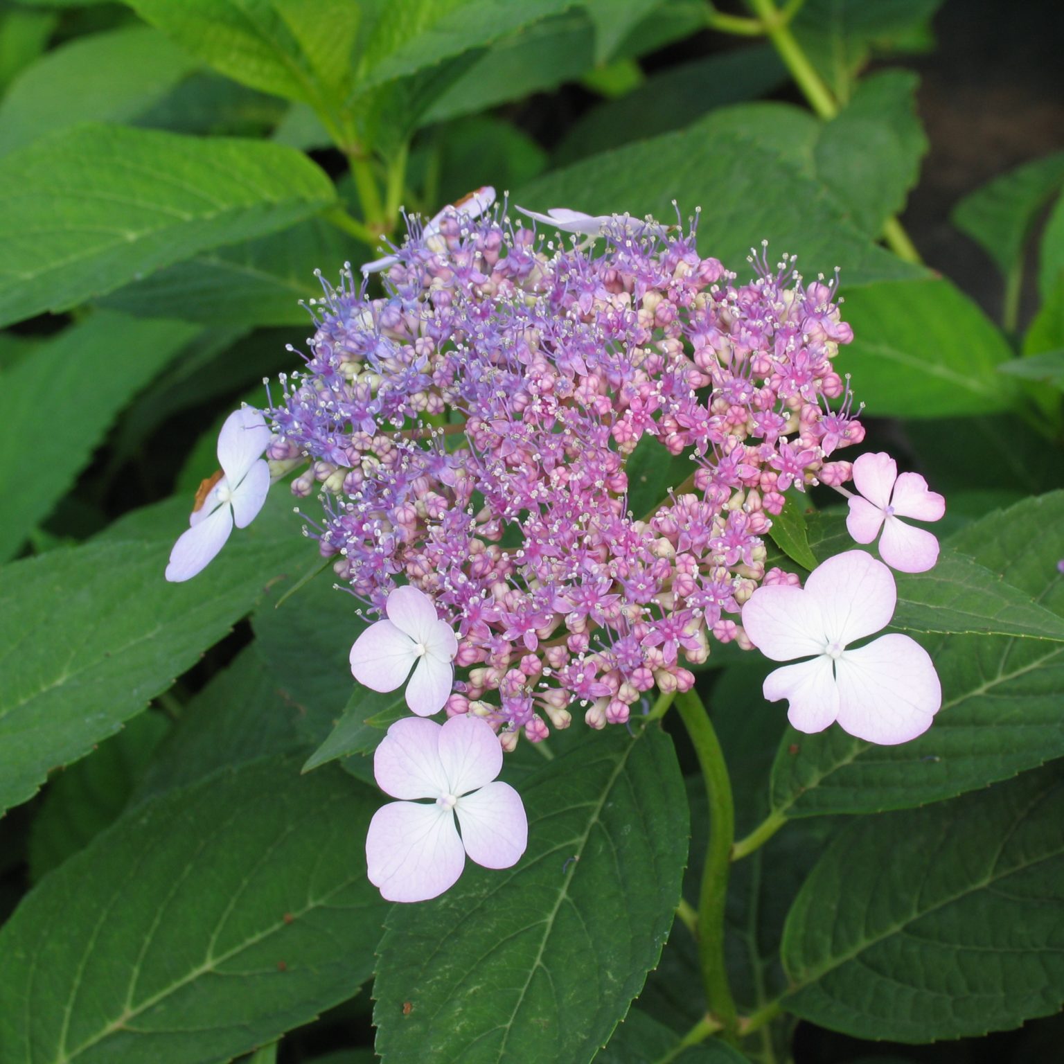 Hydrangea serrata 'Arctic Blue' - Multiplants