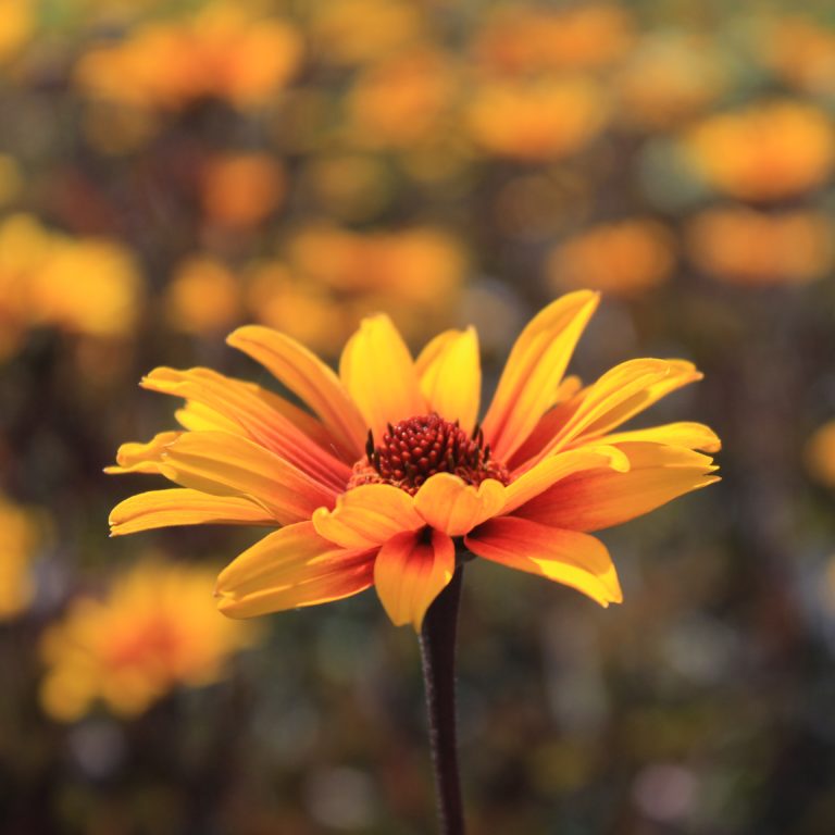 Heliopsis Helianthoides 'burning Hearts' - Multiplants