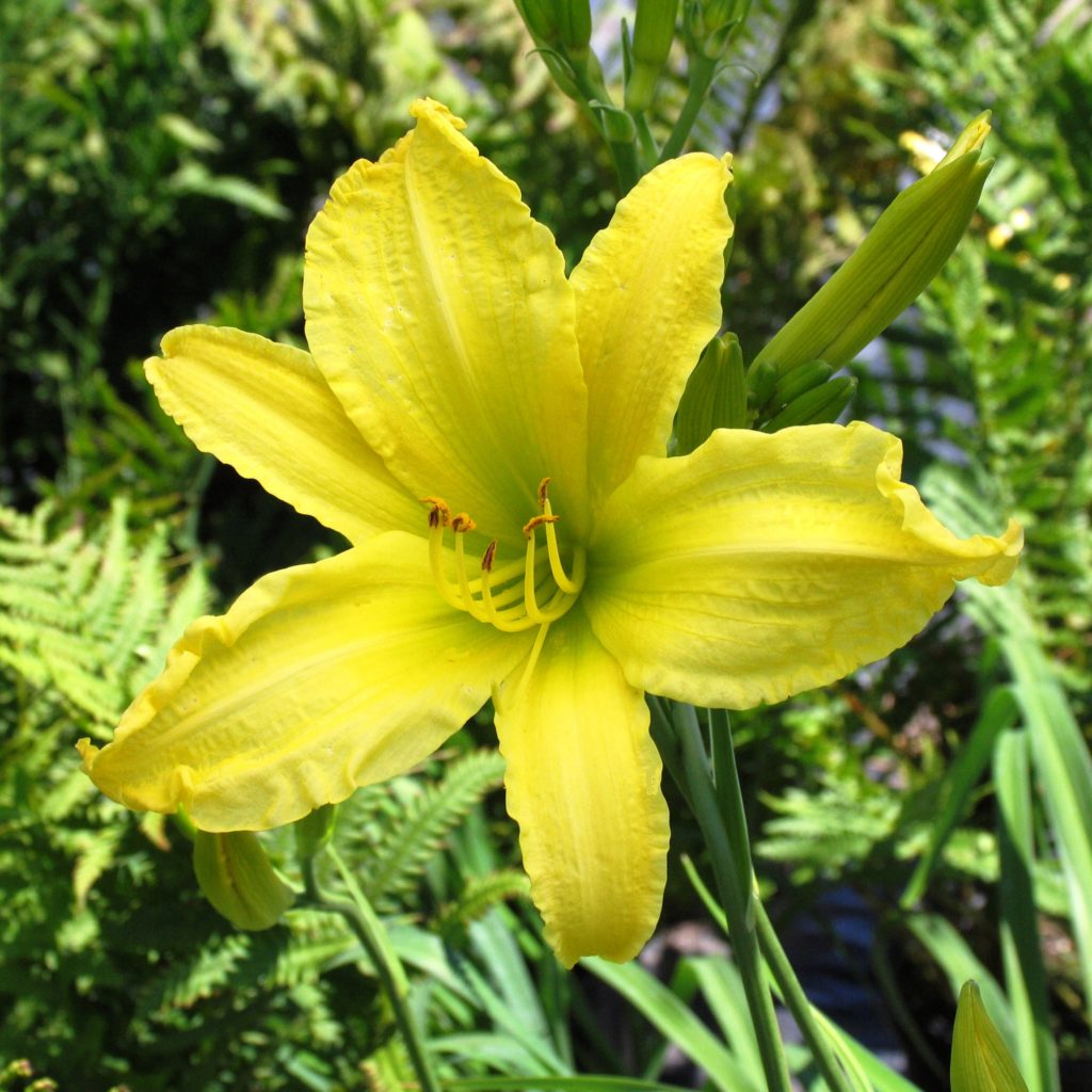 Hemerocallis 'Hyperion' - Multiplants