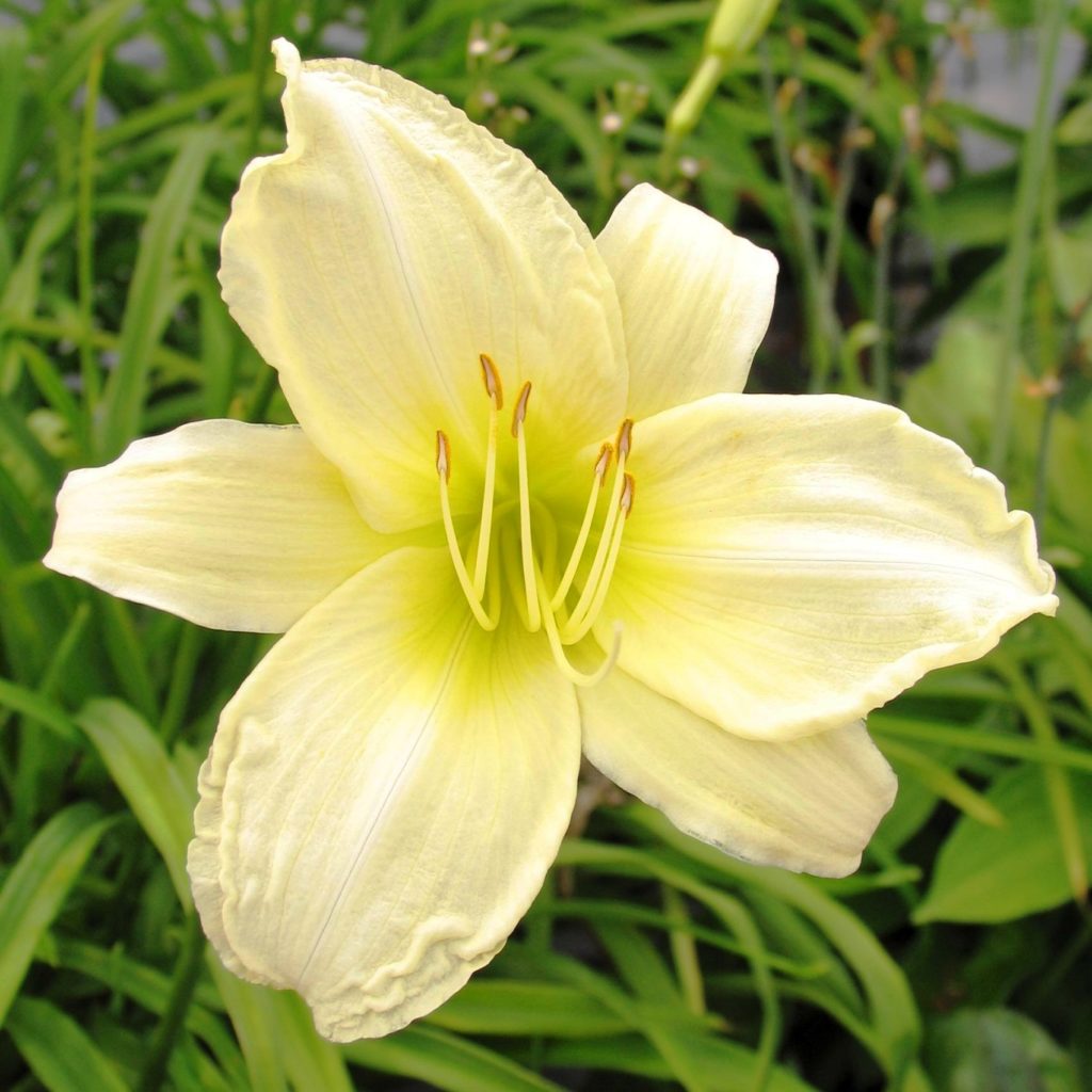 hemerocallis-ice-carnival-multiplants