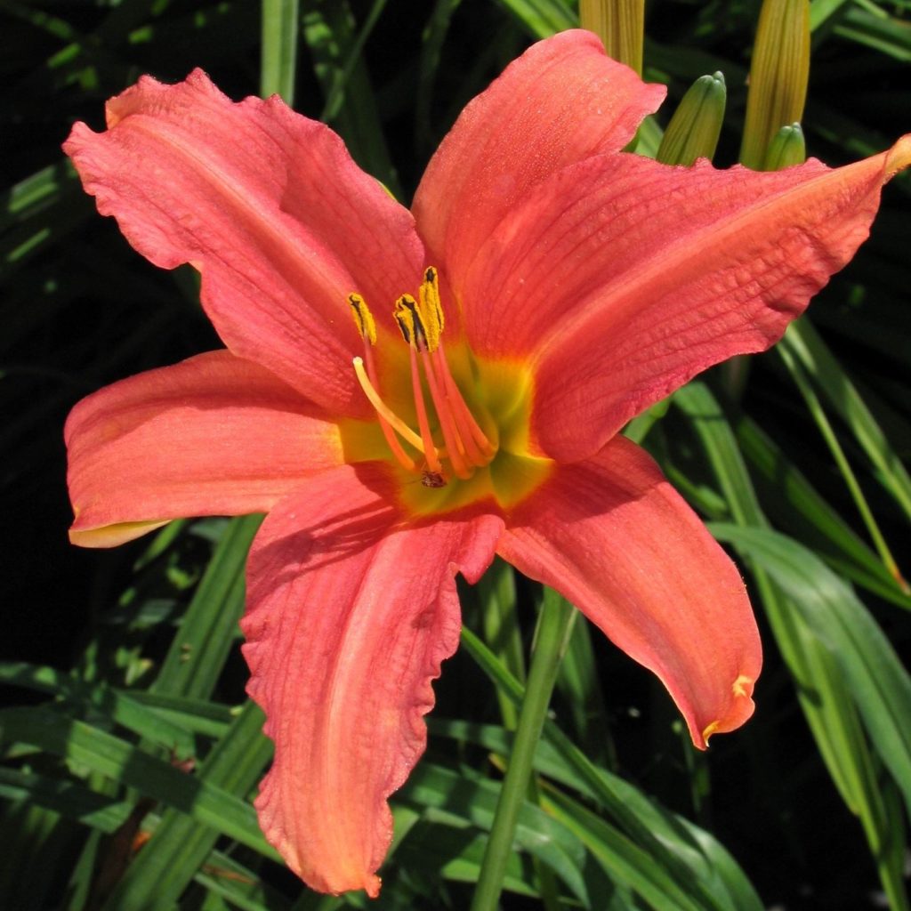 Hemerocallis ‘Pink Damask’ – Multiplants