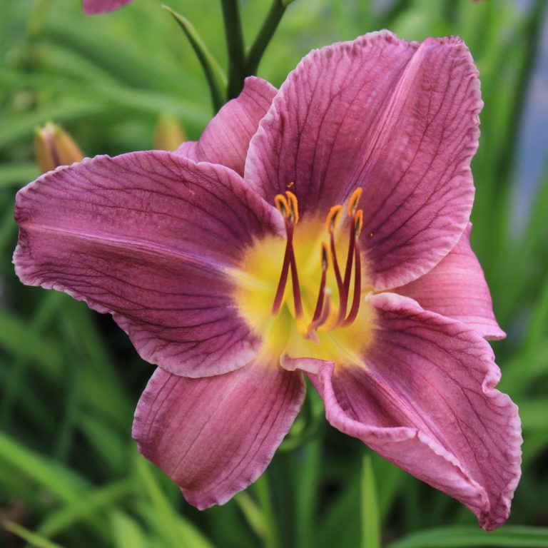 Hemerocallis ‘Red Hot Returns’ – Multiplants