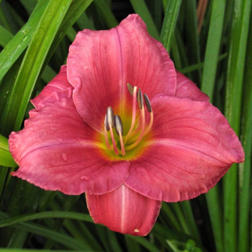 hemerocallis-rosy-return-multiplants