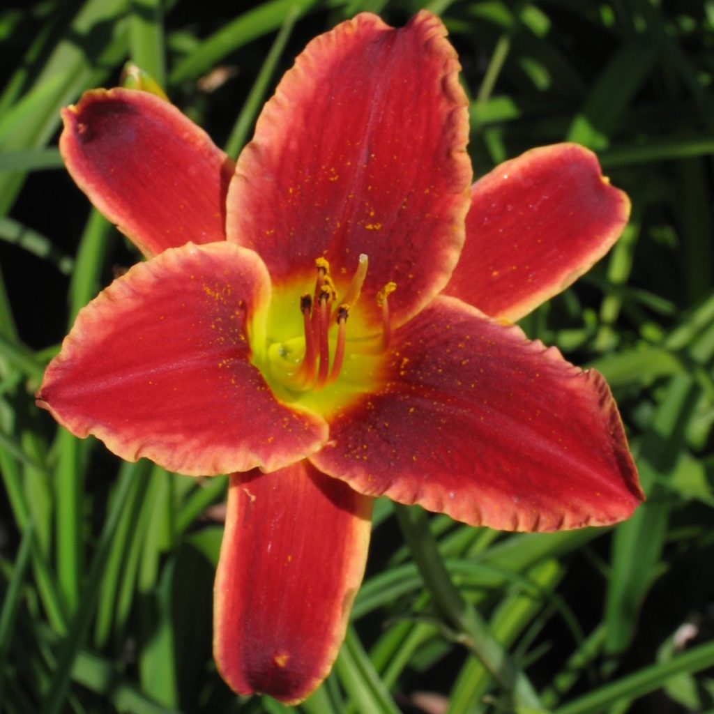 hemerocallis-screech-owl-multiplants