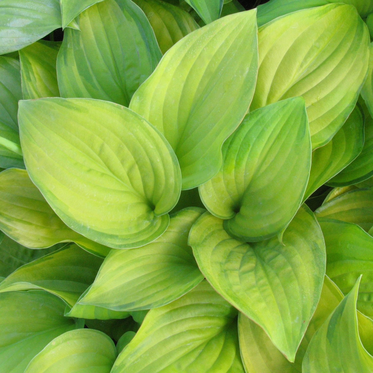 Hosta 'Guacamole' - Multiplants