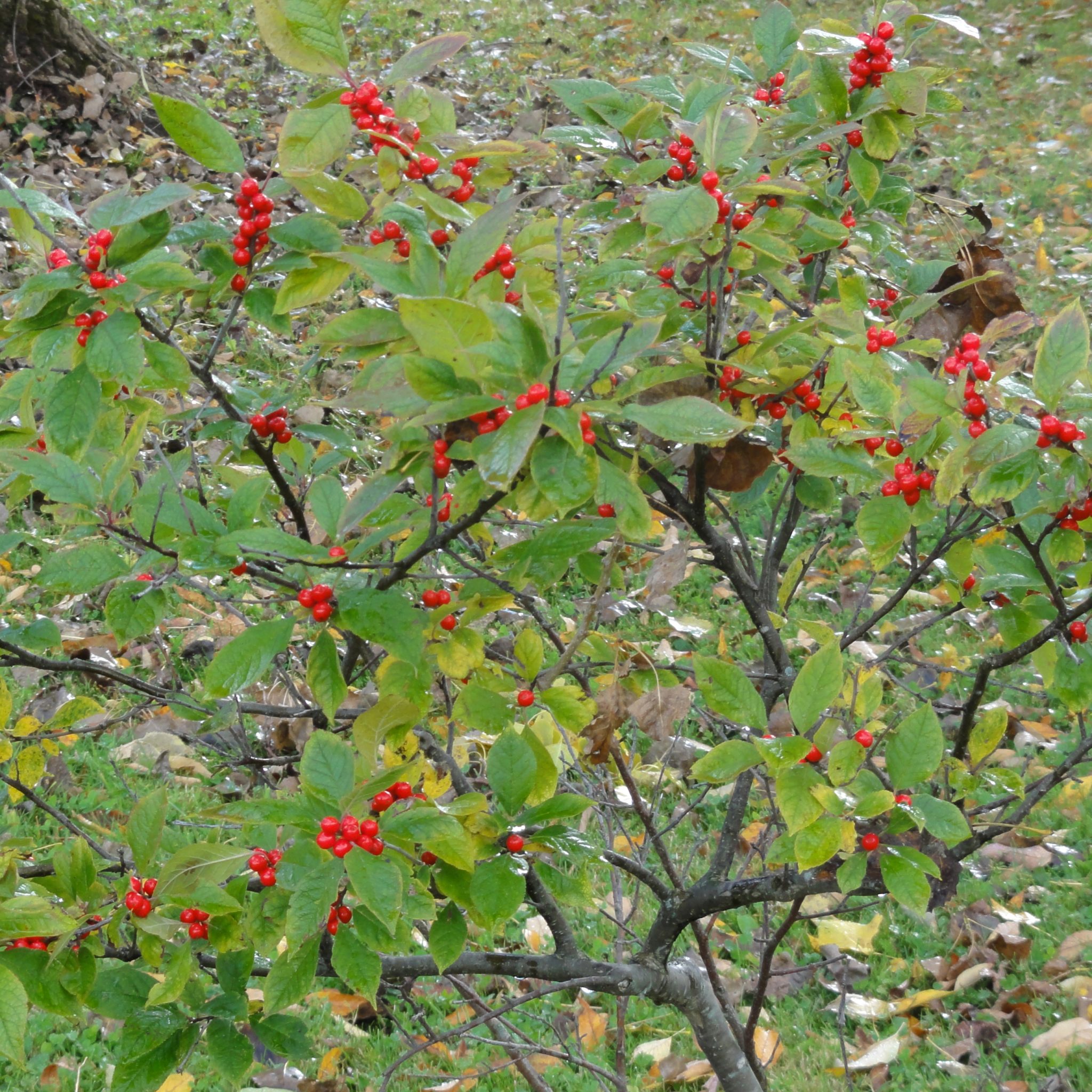 ilex-verticillata-multiplants