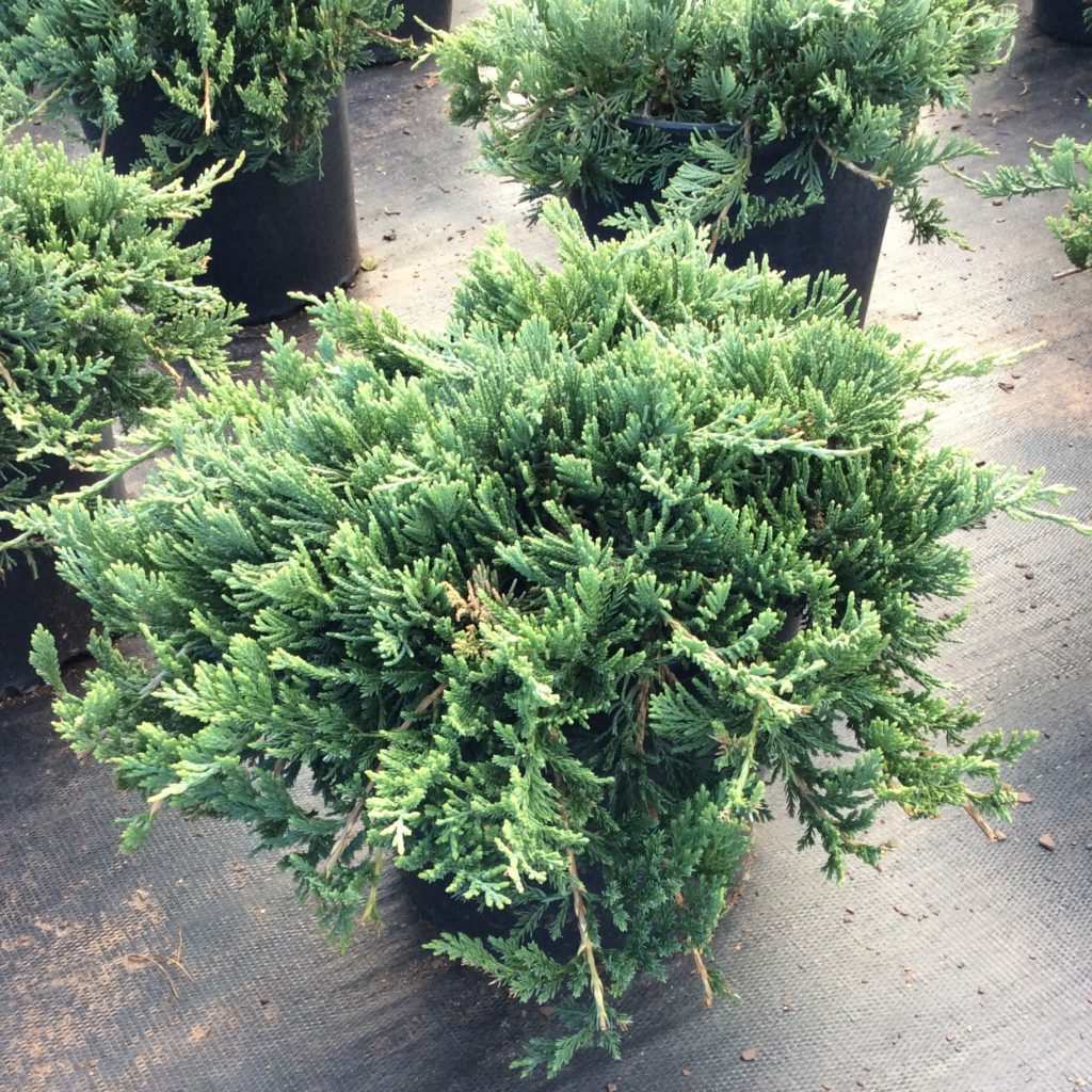 Juniperus horizontalis 'Wiltonii' - Multiplants