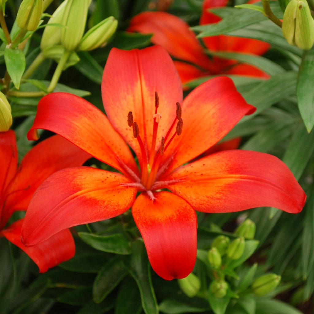 Lilium asiatic 'Matrix' - Multiplants