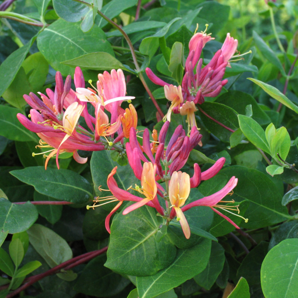 Lonicera heckrottii 'Goldflame' - Multiplants