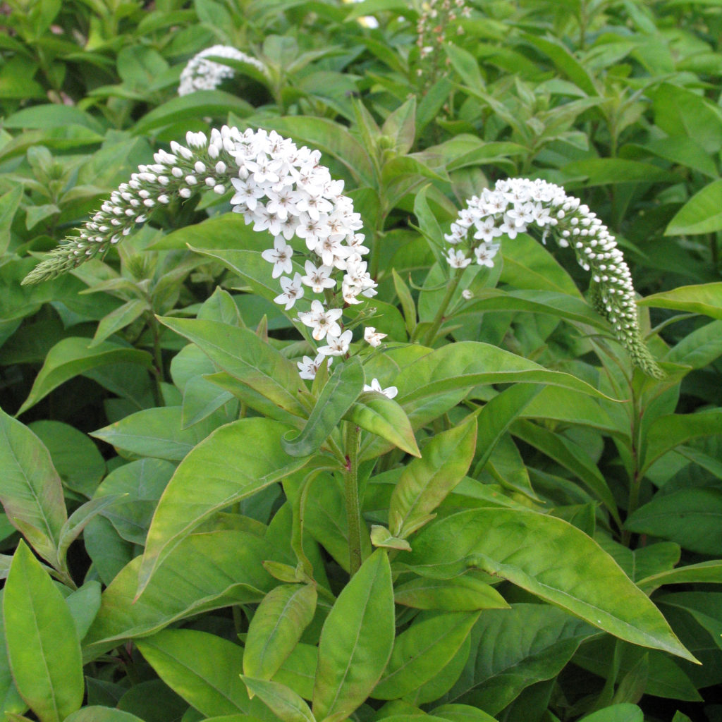 lysimachia-clethroides-multiplants