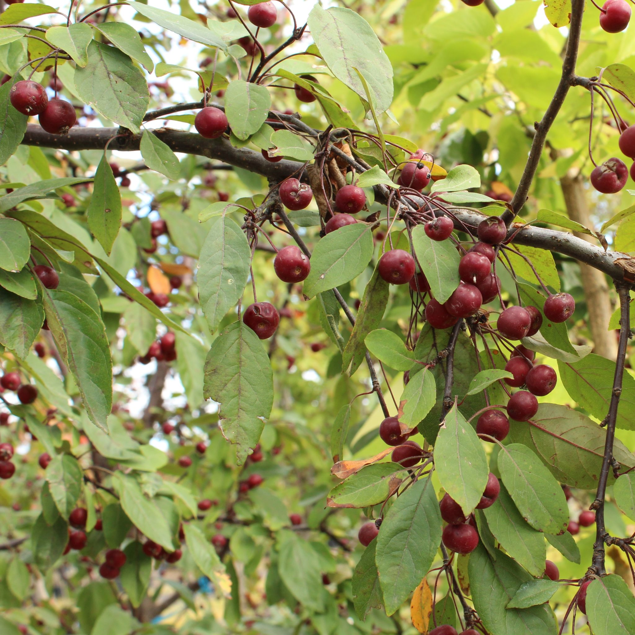 Malus 'Profusion' - Multiplants