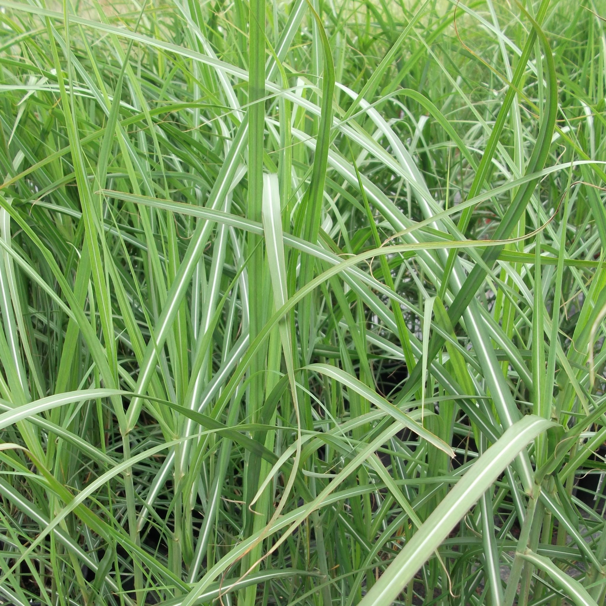 Elymus canadensis 'Icy Blue' - Multiplants