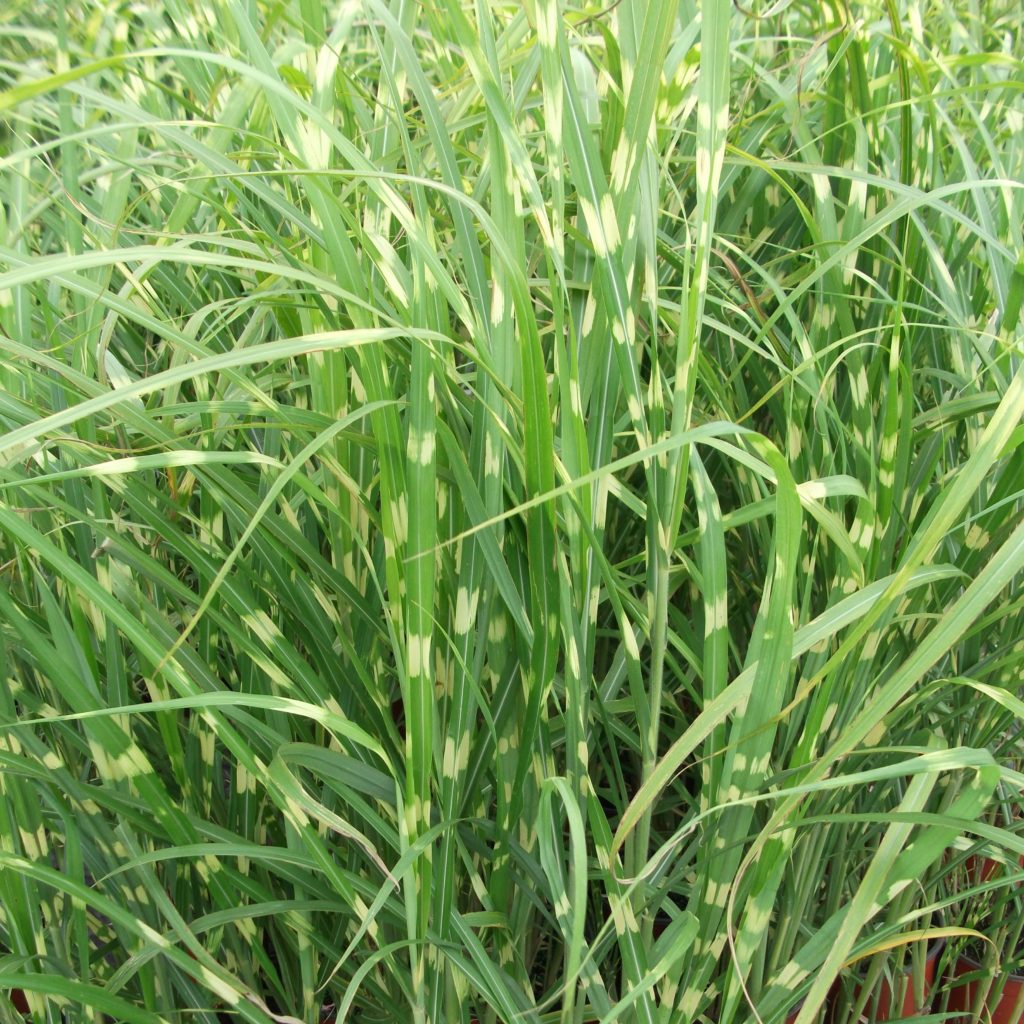 Miscanthus sinensis 'Zebrinus' - Multiplants