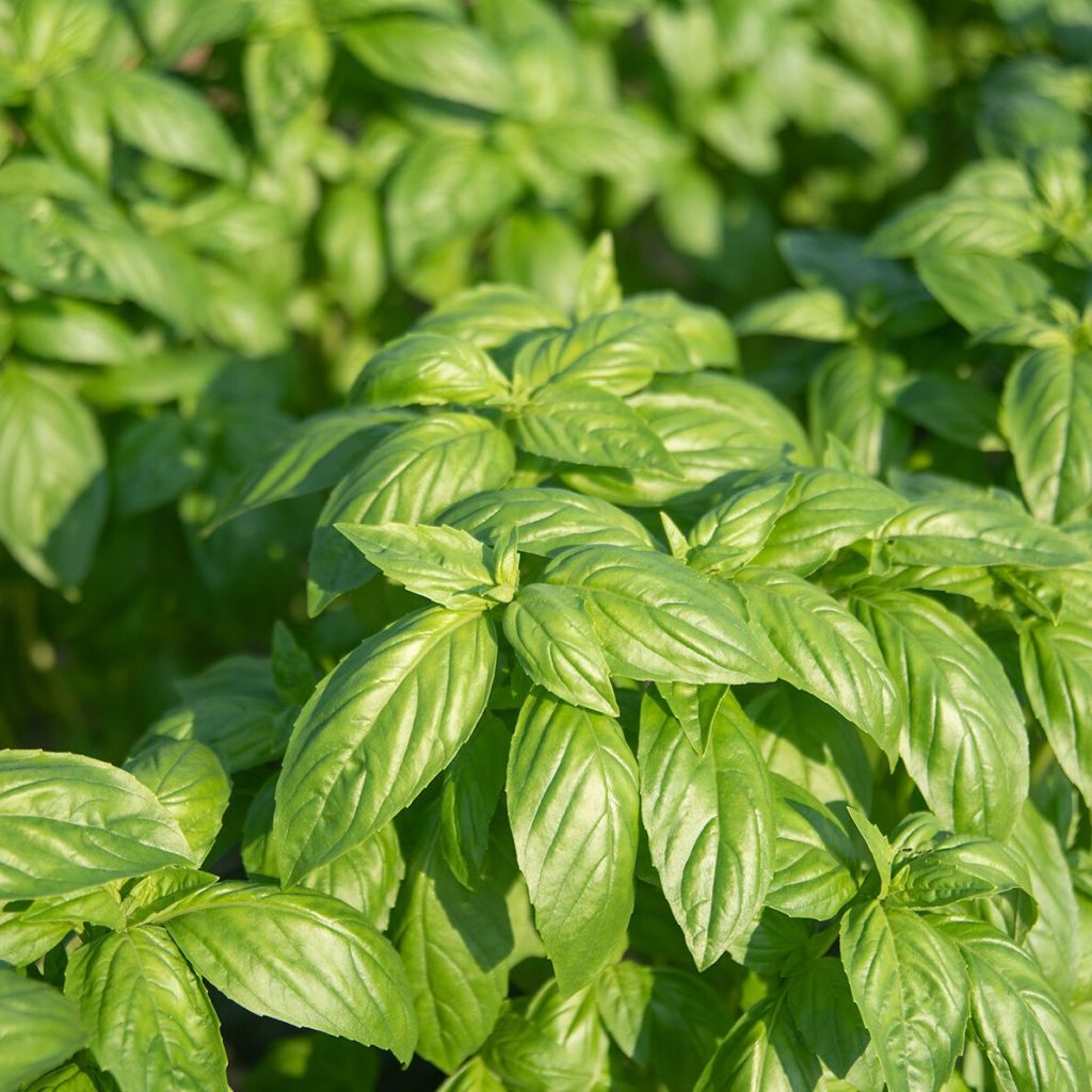 Базилик итальянский. Базилик листья. Базилик итальянский экспресс. ZENBASIL Organic Basil Seeds.