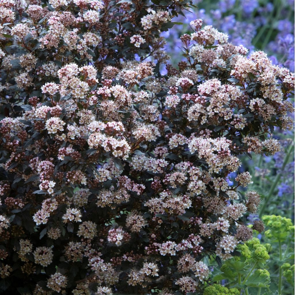 Weigela 'Stunner' - Multiplants