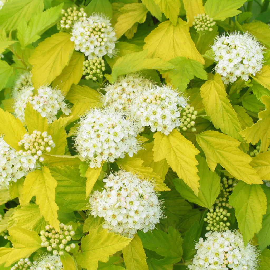 physocarpus