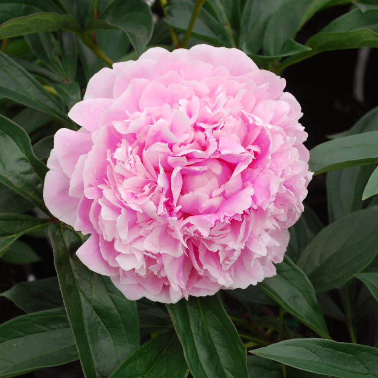 Paeonia lactiflora 'Sarah Bernhardt' - Multiplants